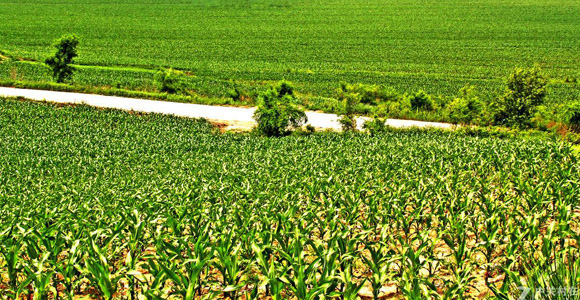 教你如何識(shí)別真假肥料！